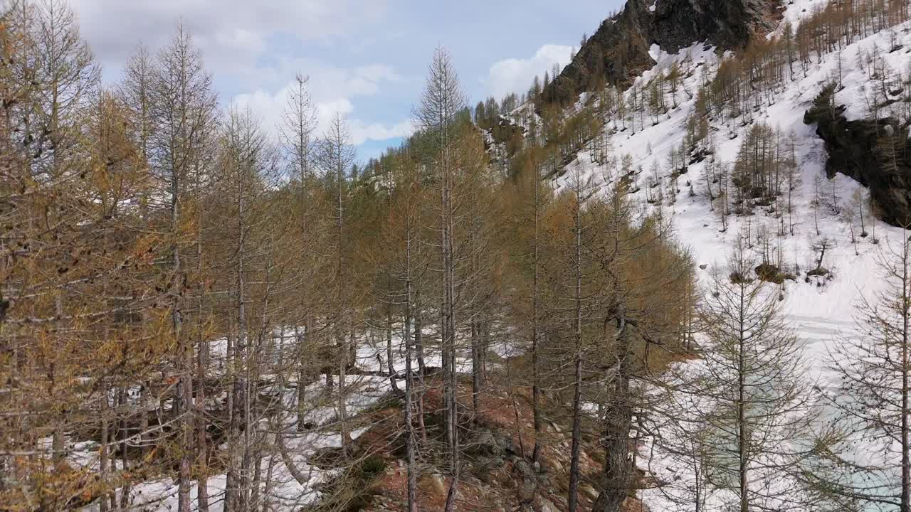 Un sereno paesaggio innevato con un misto di alberi sempreverdi e a foglie caduche, sullo sfondo montagne e un cielo blu nuvoloso