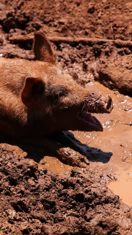 un cerdo se balancea felizmente en un charco de barro.
