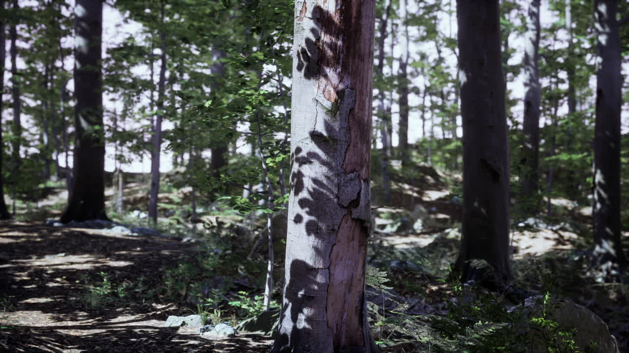 Le ultime luci del giorno che penetrano un bosco antico, subito dopo la pioggia.