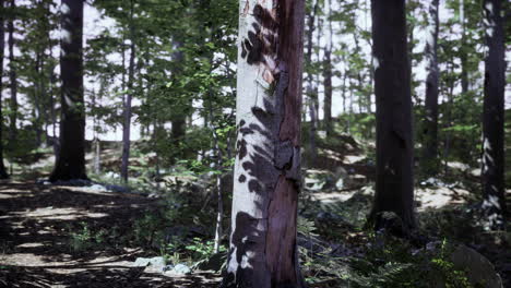 Last-light-of-day-entering-old-forest-just-rain-after