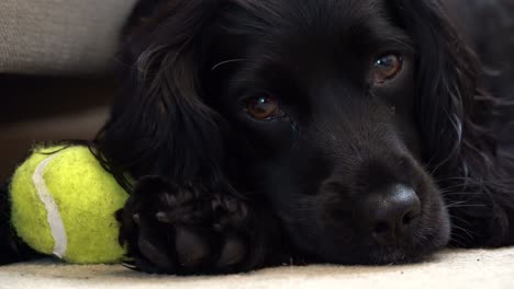 cocker spaniel resting after playing with a ball