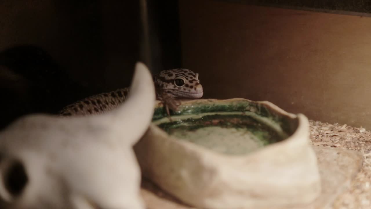 A cricket surprises a leopard gecko