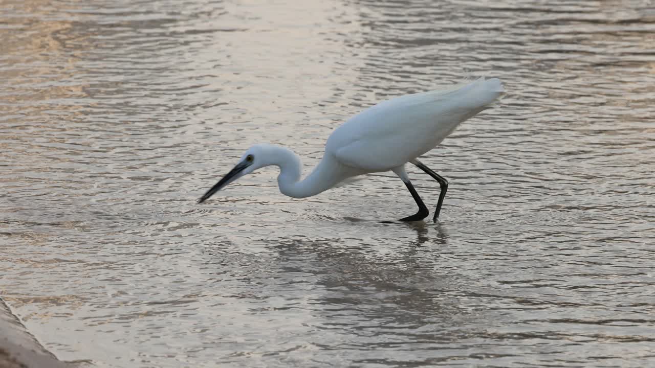 물에서 물고기를 잡고 물에 물을 잡는 egret