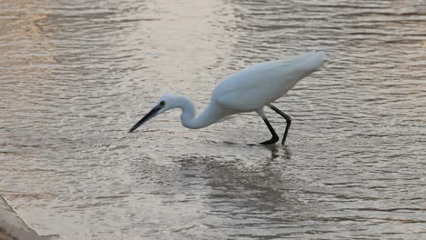 egret wading and catching fish in water
