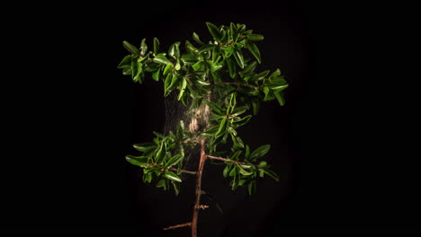 time lapse of caterpillars in a shrub making their cocoon