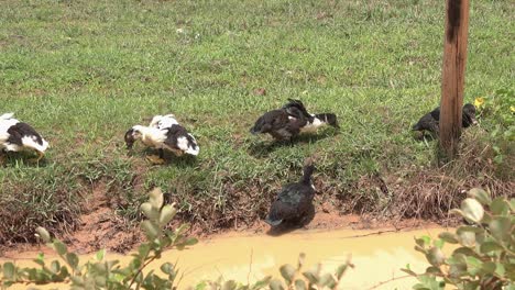 primer plano de patos en un estanque fangoso