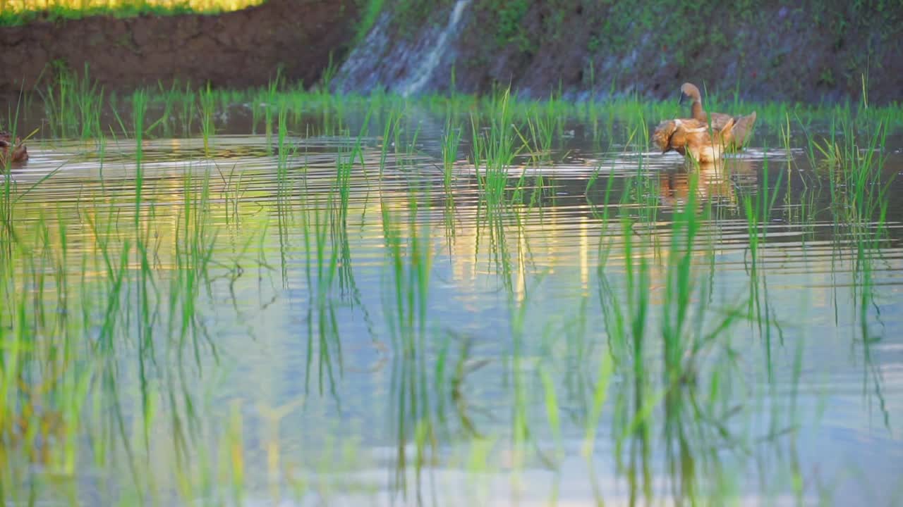 cámara lenta - patos en el campo de arroz inundado después de la temporada de cosecha