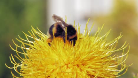 a macro closeup shot of a bumble bee on a yellow flower searching for food