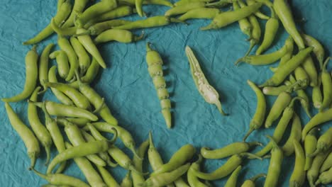 green chilli isolated on blue background