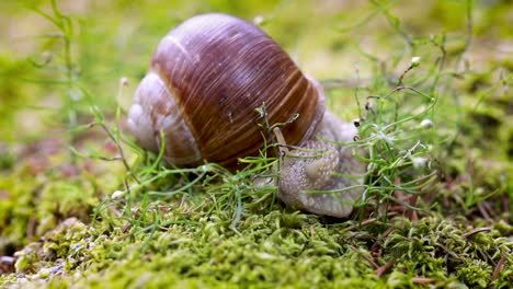 Helix-pomatia-also-Roman-snail,-Burgundy-snail