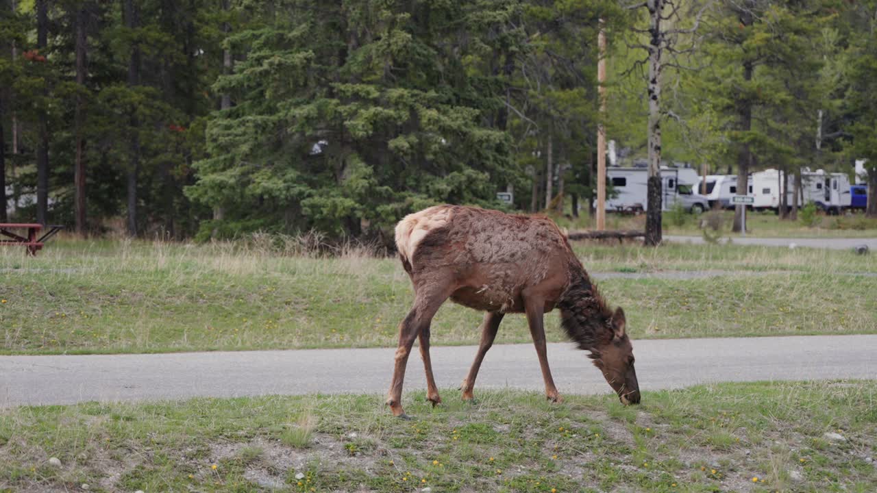 Elk grazing on grass alongside a road with camper vans in a campsite