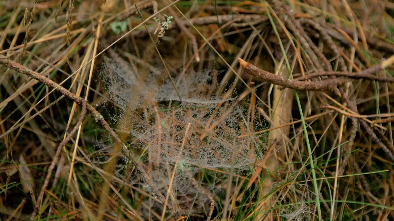 telaraña atrapada cubierta de rocío matutino, colocada en un prado entre tallos, día brumoso en un prado de otoño, tiro cerrado moviéndose lentamente en un viento tranquilo