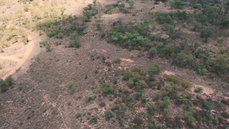 bird view of african woodland veld with dirt road in shade, drone shot