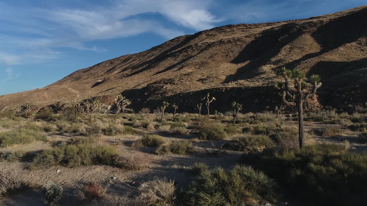 tarde volando a través de los árboles de joshua y los árboles de yuca en el alto desierto de california