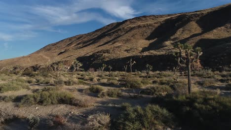 late afternoon flying through joshua trees and yucca trees in the high desert of california