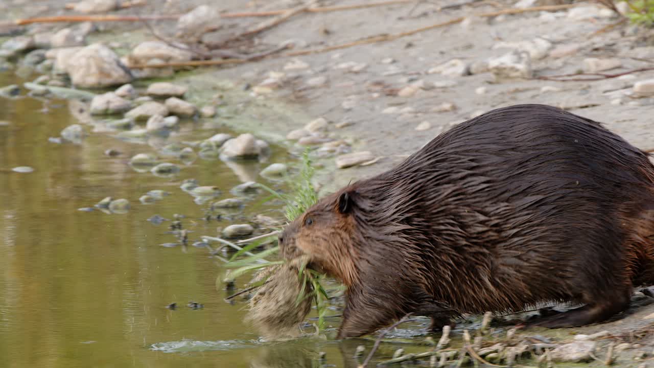 Close up beaver carries plants to lake water to wash them before eating