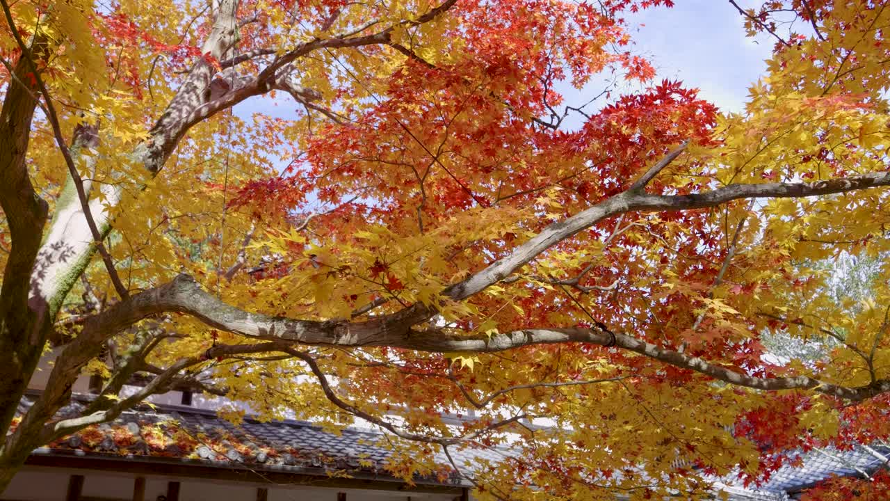 Incredible cinematic autumn color scenery in Japan, slow motion