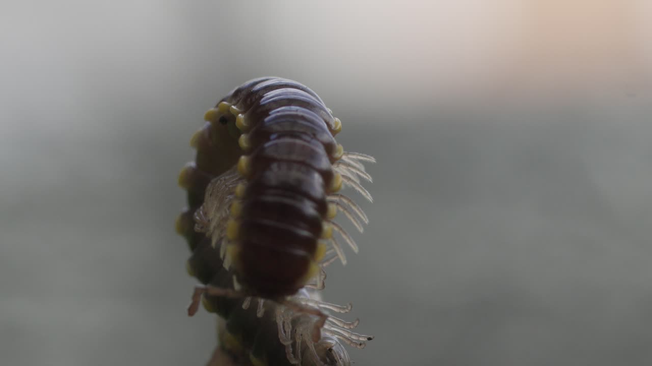 primo piano estremo di un insetto millepiede a molte gambe che si muove, vista macro