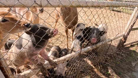 animals eagerly fed through a fence