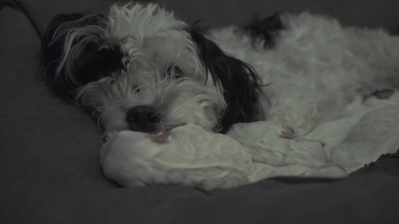 Mother Dog Nursing Her Newborn Puppies