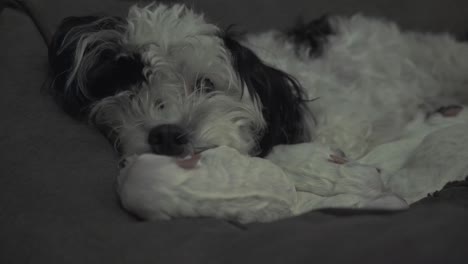 mother dog nursing her newborn puppies