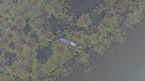 boat on lake, lotus flowers