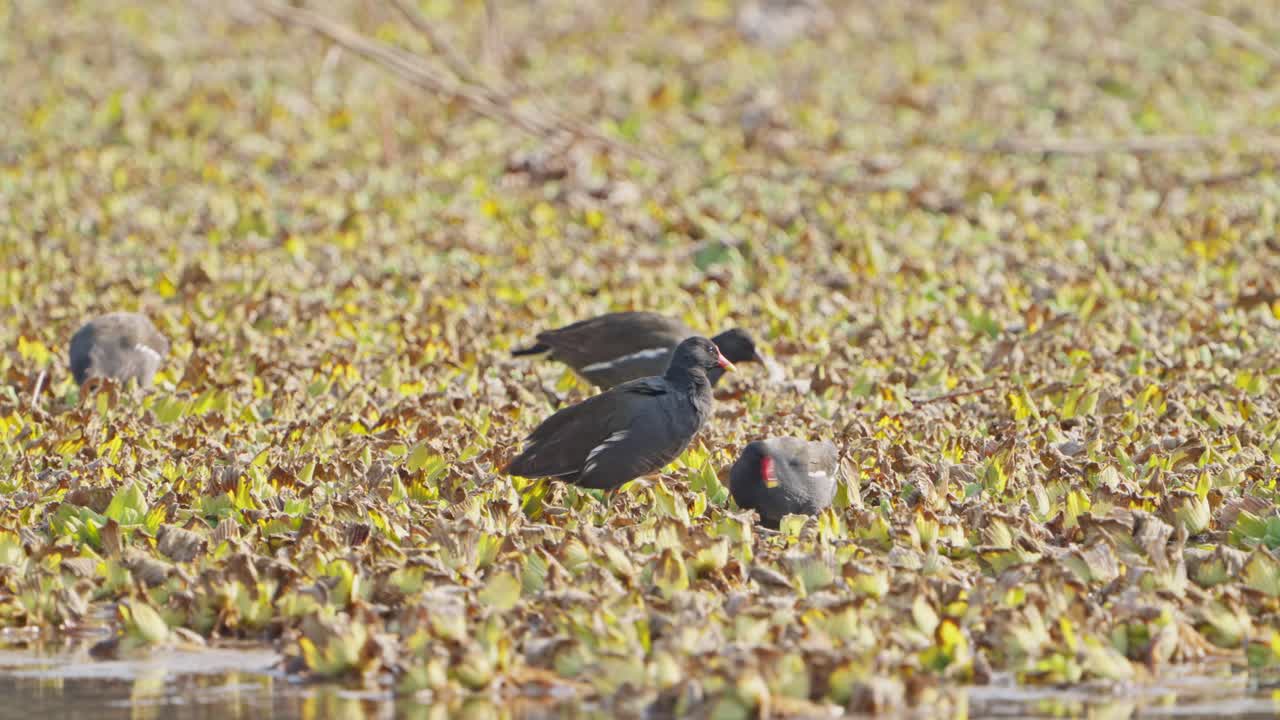 Common Moorhen eating in lake