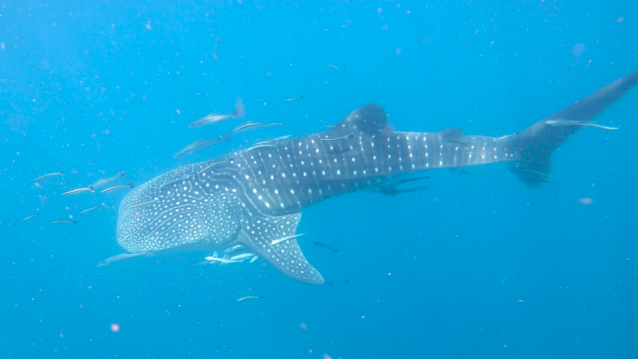 Whale shark in the shallow then heading down deeper with sun rays shimmering on its back