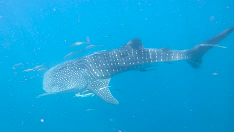 whale shark in the shallow then heading down deeper with sun rays shimmering on its back