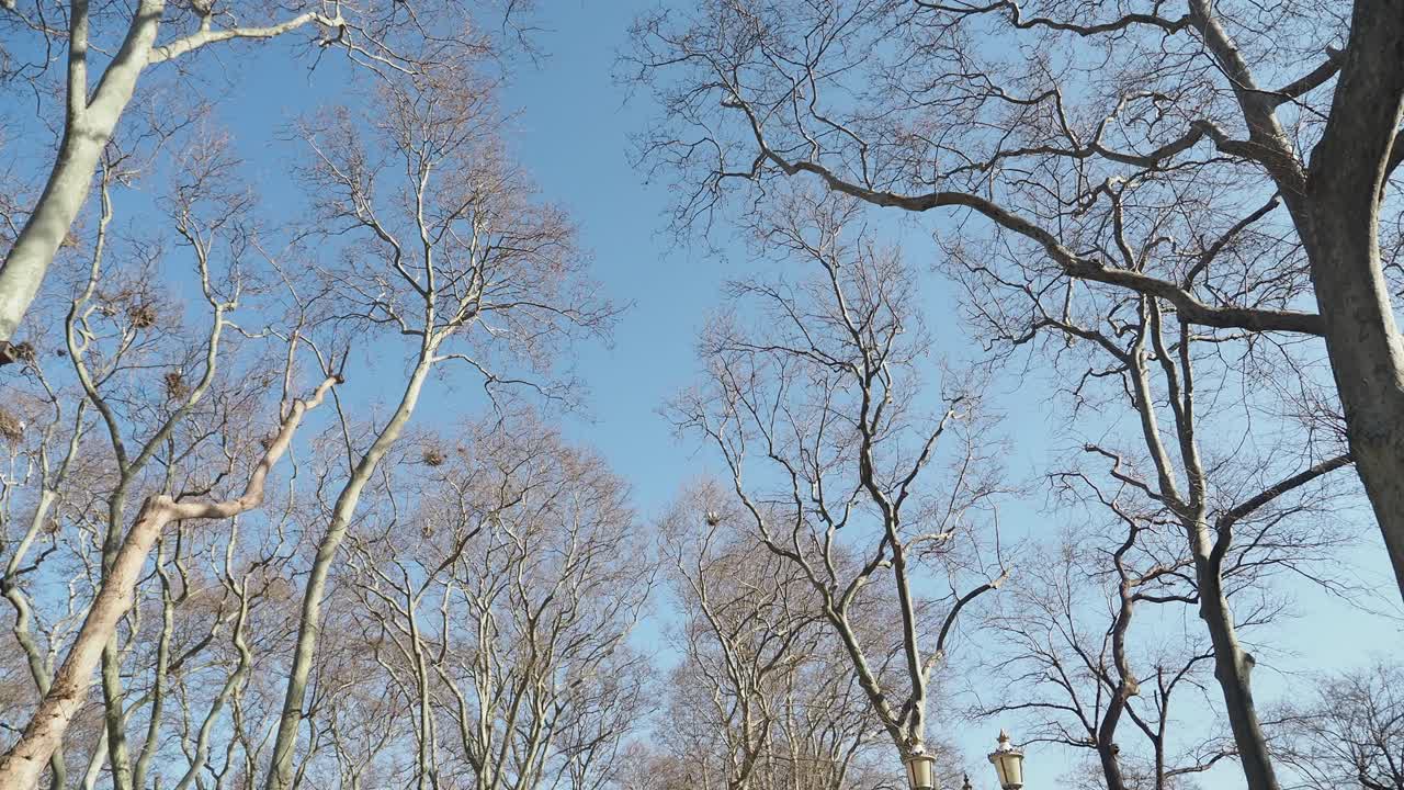 파란 하늘을 배경으로 벌거벗은 나무