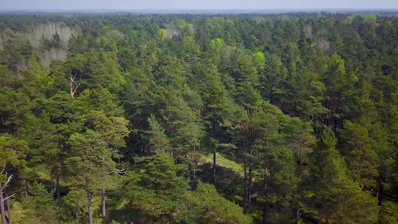vista aérea de pájaro de las copas de los árboles del bosque de pinos del norte de europa, pinos verdes exuberantes, día soleado y tranquilo, camino, paisaje natural de la vida silvestre, disparo de drones de gran angular que avanza