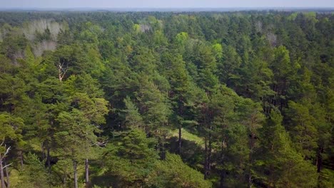 aerial birdseye view of the north european pine forest tree tops, lush green pine trees, calm sunny day, pathway, wildlife nature landscape, wide angle drone shot moving forward