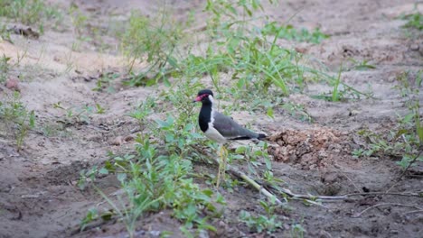 common indian lapwing