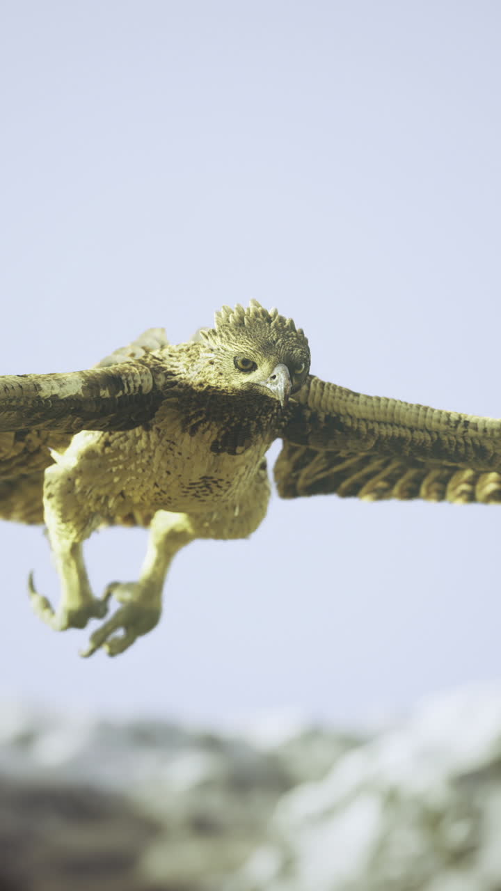 Majestic hawk in flight over rocky landscape during clear blue sky