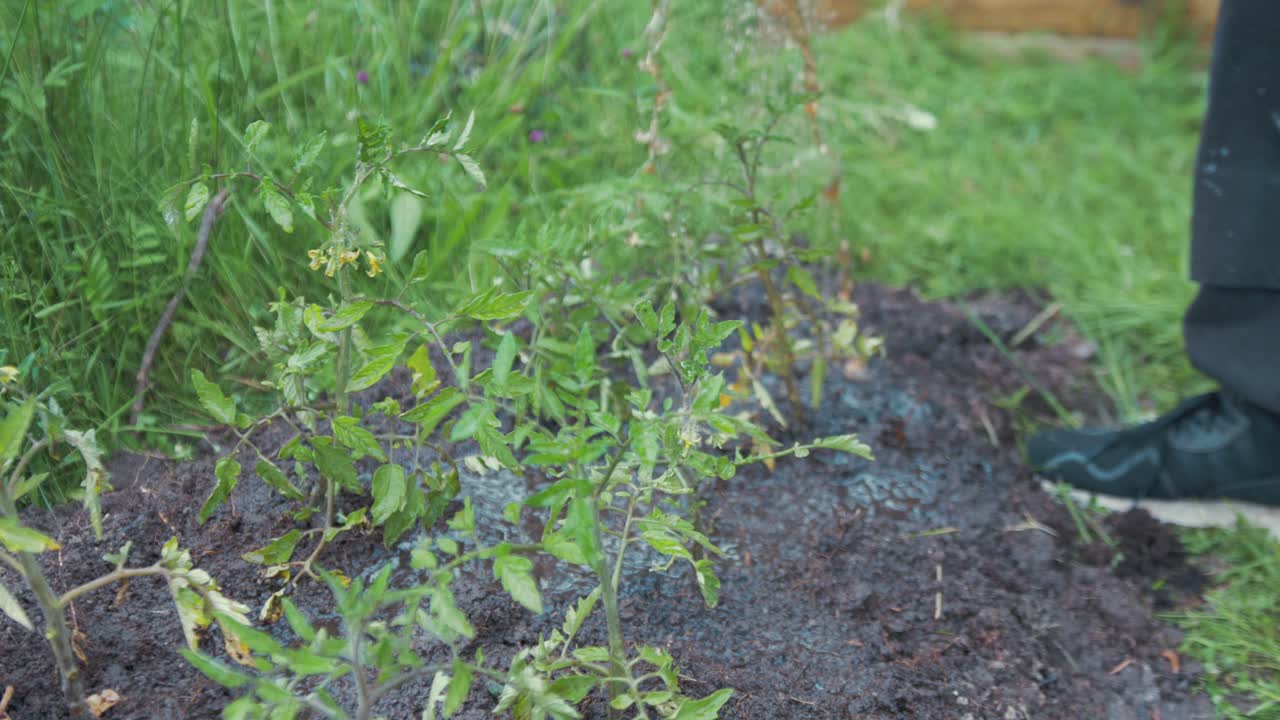 Annaffiare piante di pomodoro con fertilizzante liquido naturale