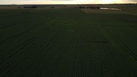 Vogelperspektive-Drohnenschwenk-Schoss-über-üppige-Grüne-Landwirtschaftliche-Obstplantagen