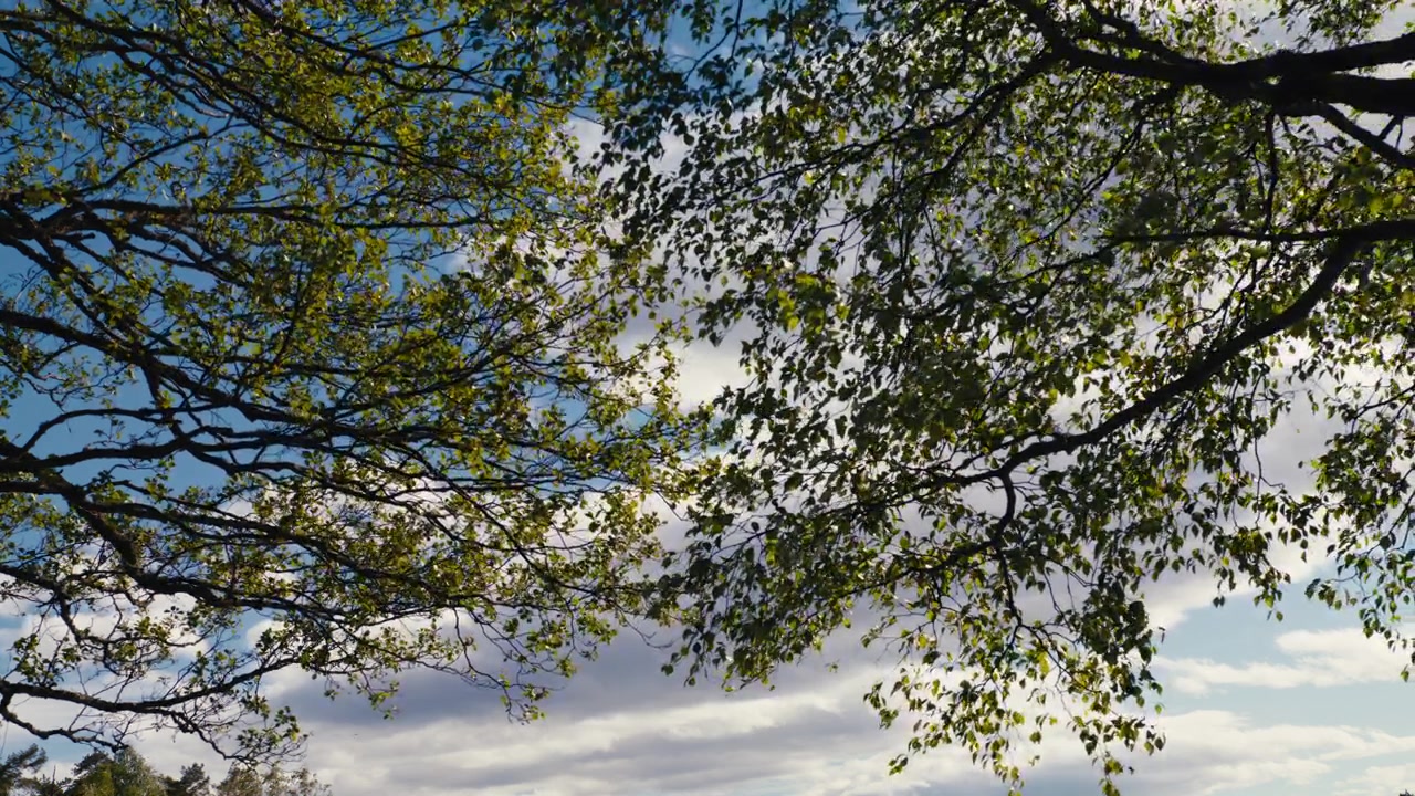 Tree branches gently swaying with a backdrop of a clear blue sky and scattered clouds. Ideal for nature documentaries or relaxation content.