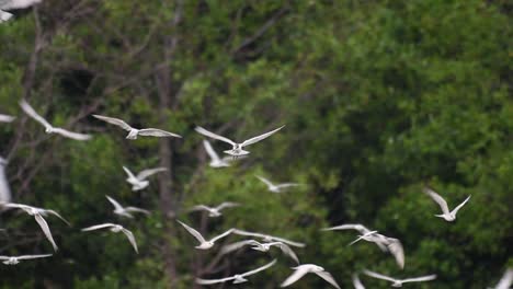 terns are seabirds that can be found all throughout the world at sea, rivers, and other wider bodies of water