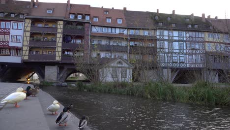 ducks in front of famous merchants bridge in erfurt with gera river