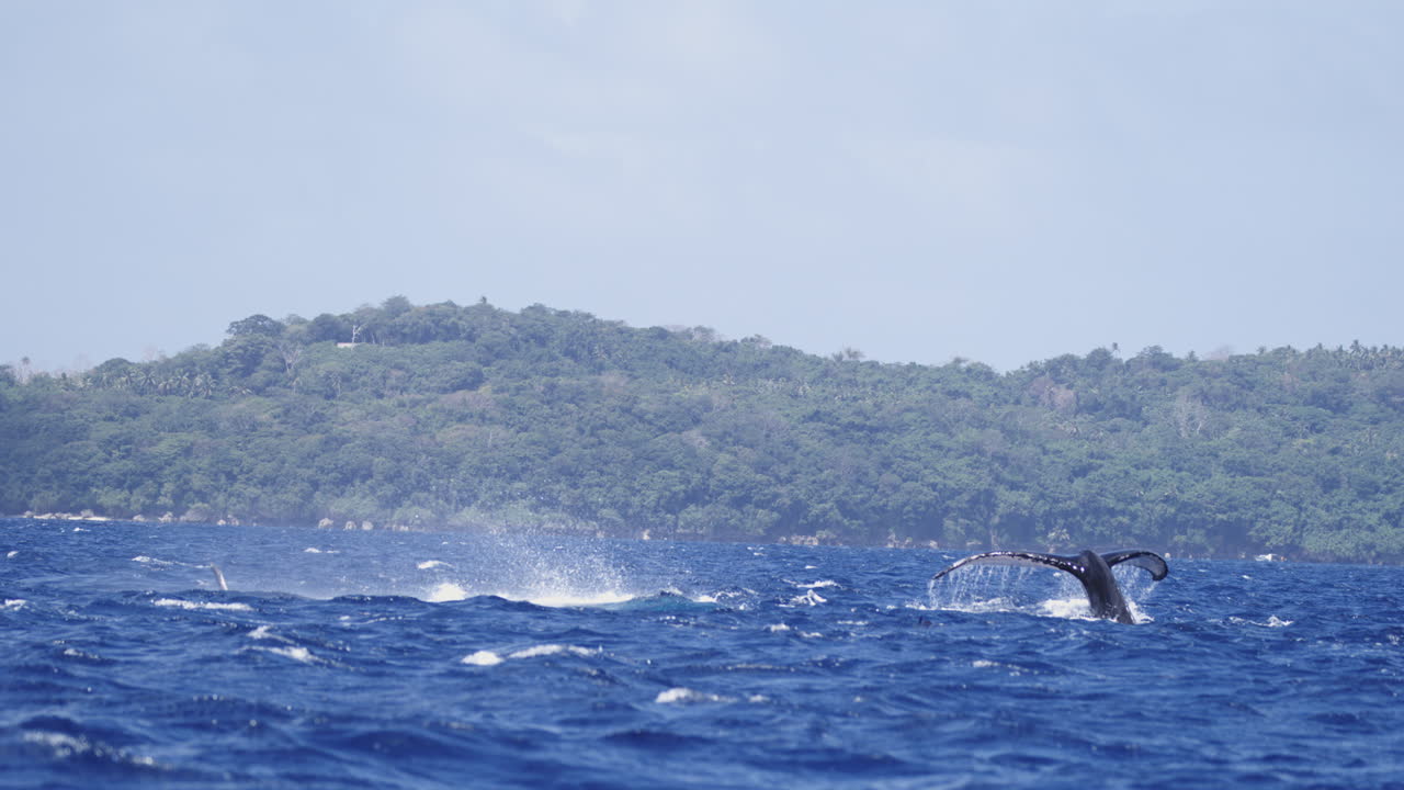 Whale slaps surface of ocean, mist rising above ocean near tropical coastline
