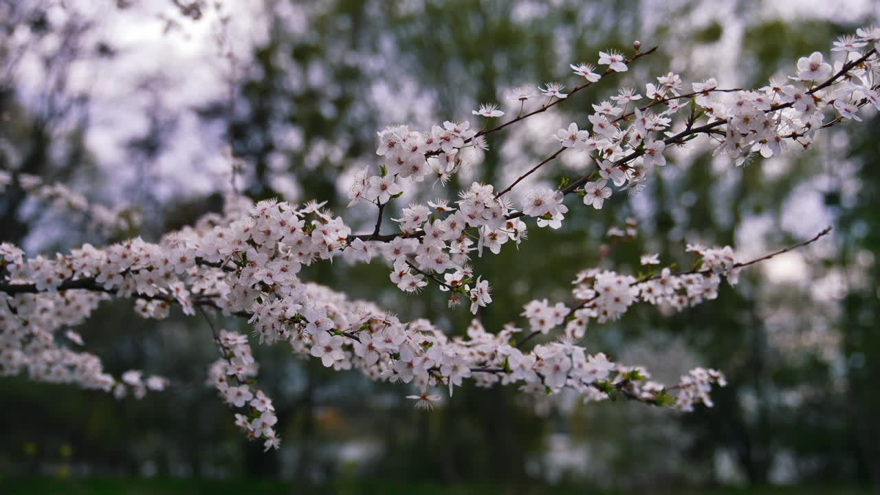 Blooming branch of a cherry tree. Beautiful white flowers on a tree on blur background. Great image for postcards. Flowering in spring.
