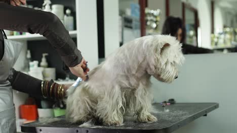 dog grooming