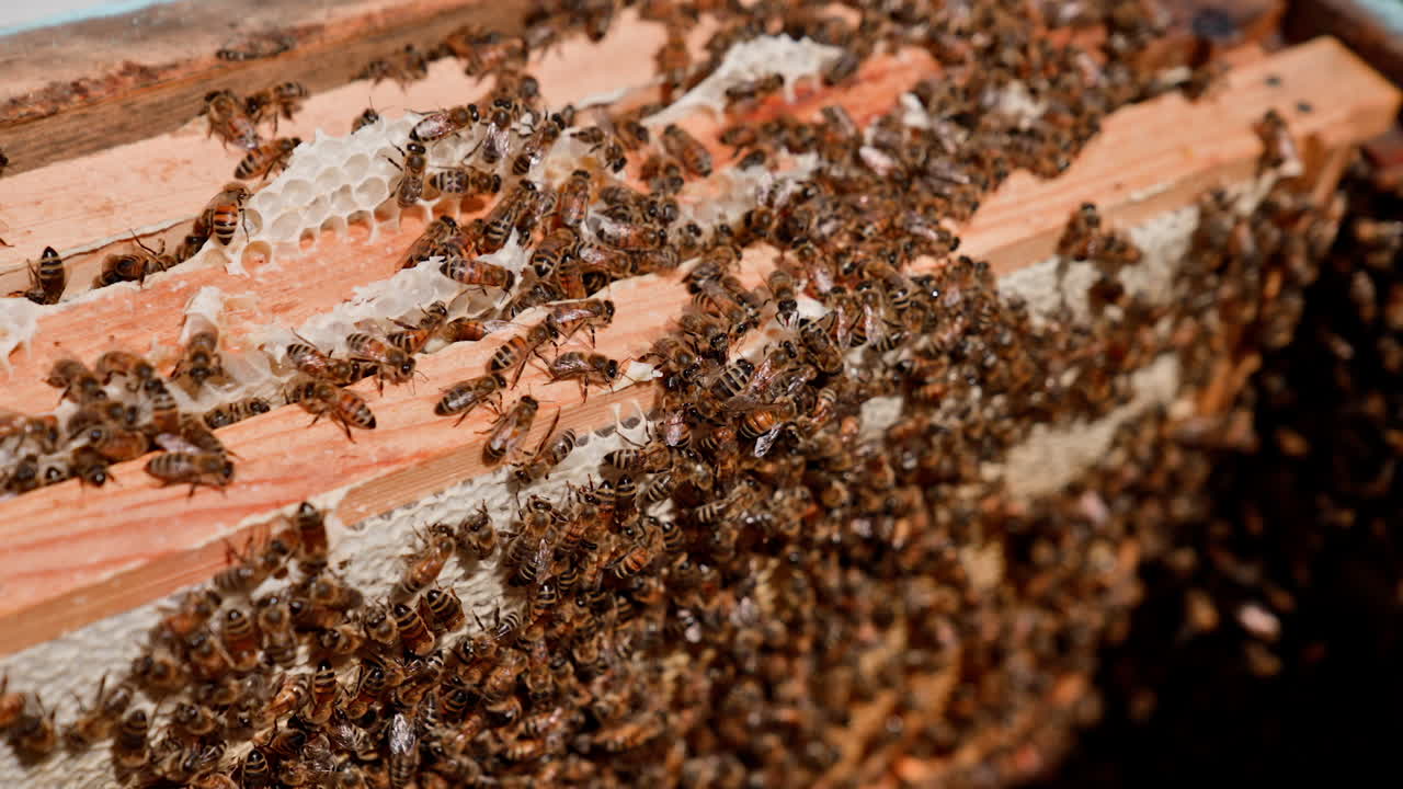 Swarm of bees working in a hive. Busy bees packing honeycomb with beeswax. Beekeeping process. Bees making pure natural product.