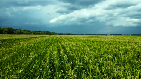 flowing low aerial over breezy yellow tassels on corn gone to seed