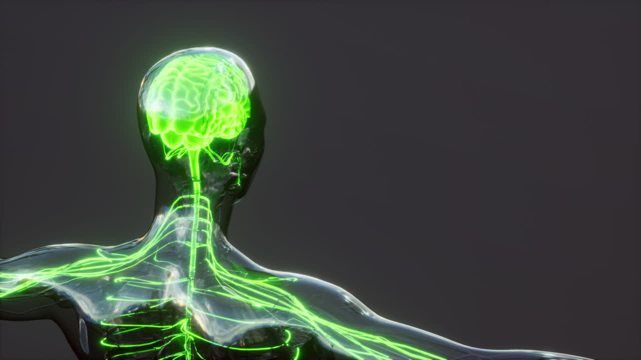 los impulsos de energía nerviosa de la médula espinal en el cerebro