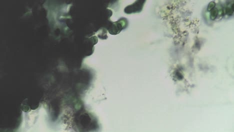 vista microscópica de un grupo oscuro de algas que cambian de ubicación en el cultivo moviéndose alrededor de él dentro y fuera de foco
