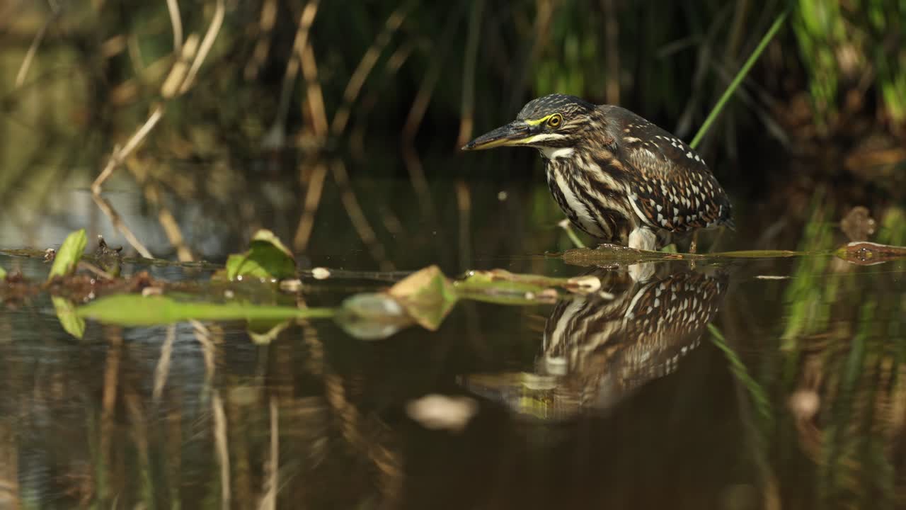 beautiful wide shot of a striated heron and its reflection while standing motionless in the water, Greater Kruger.