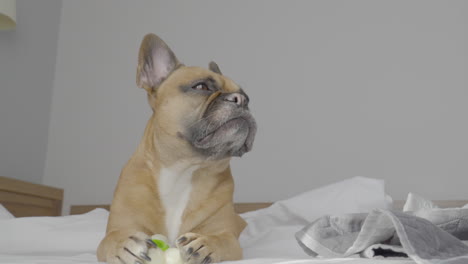 Tief-Nach-Oben-Gerichtete-Frontalansicht-Der-Niedlichen-Französischen-Bulldogge,-Die-Auf-Dem-Bett-Ruht