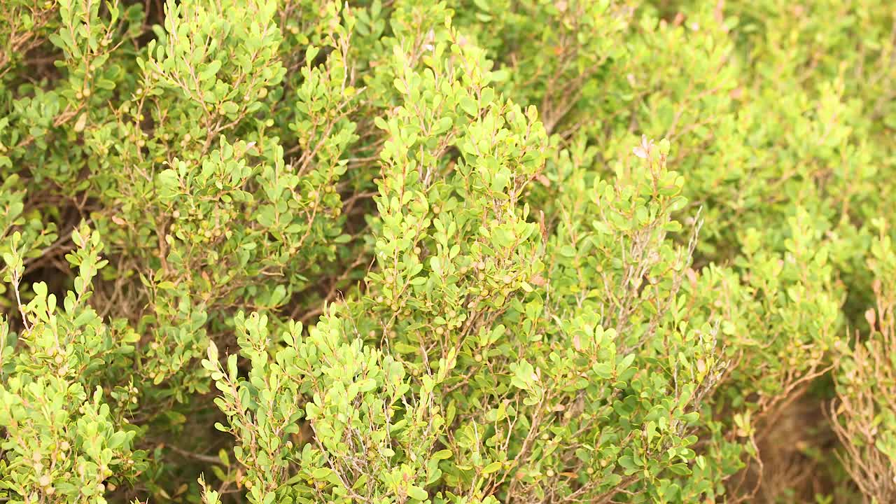 Vibrant green foliage captured in natural daylight along the scenic Great Ocean Road in Victoria, Australia