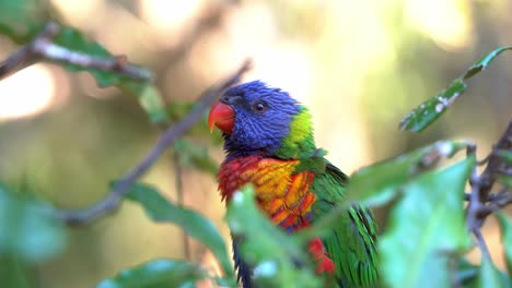 fotografía de cerca de un lorikeet arco iris, trichoglossus moluccanus posado en el árbol en su hábitat natural, preguntándose por los alrededores y caminando por la rama contra un fondo bokeh de ensueño